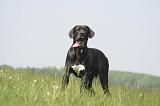DOGUE ALLEMAND 497